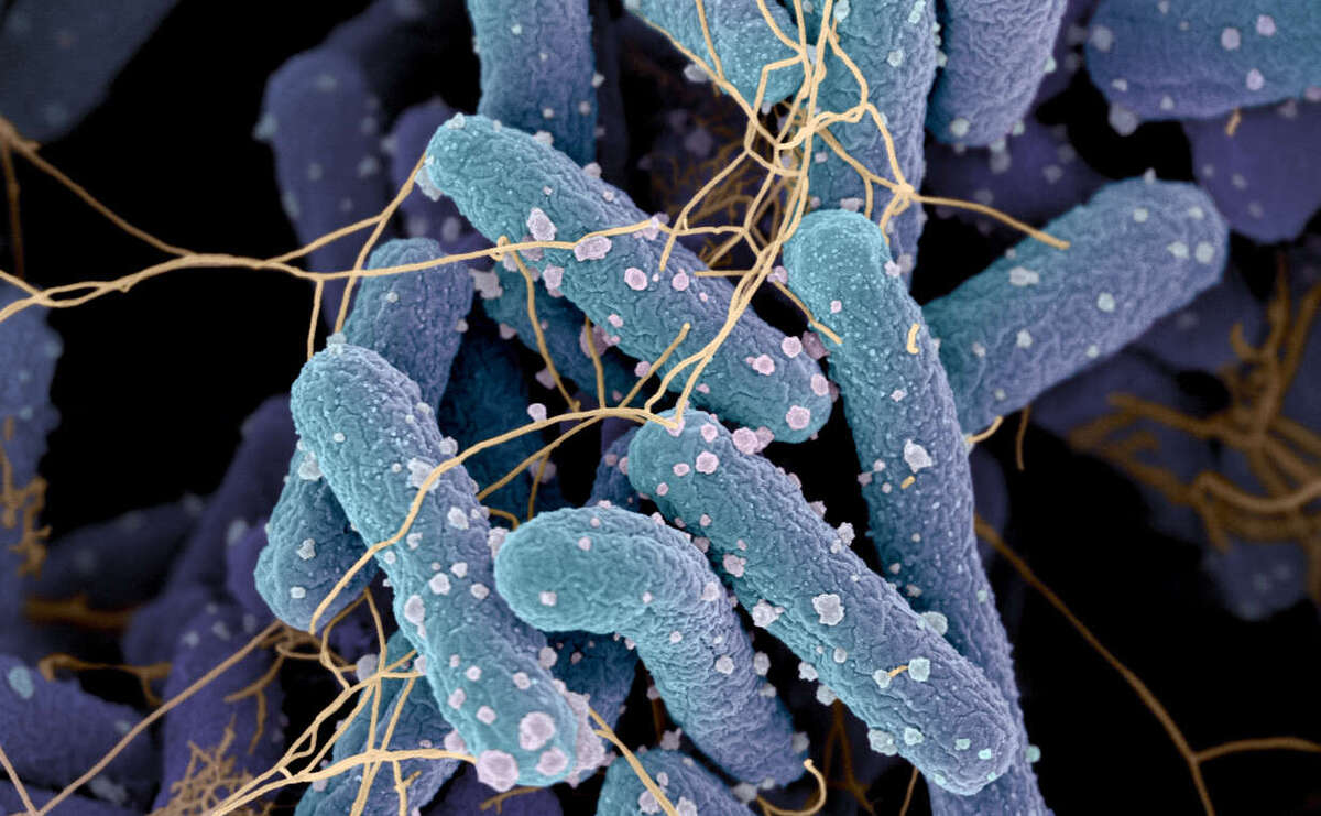 Akkermansia Muciniphila